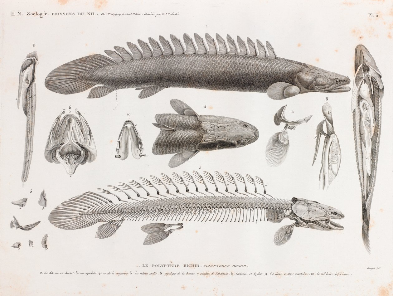 Peixe: Le Polyptere Bichir, anatomia de Unbekannt