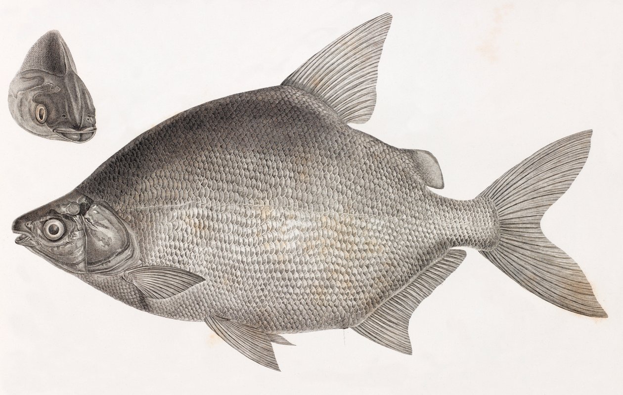 Peixe: Le Serrasalme Citharine de Unbekannt