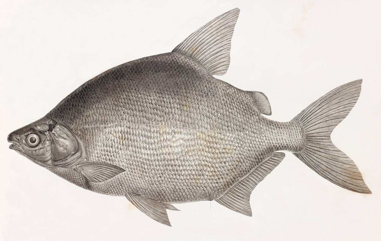 Peixe: Le Serrasalme Citharine de Unbekannt