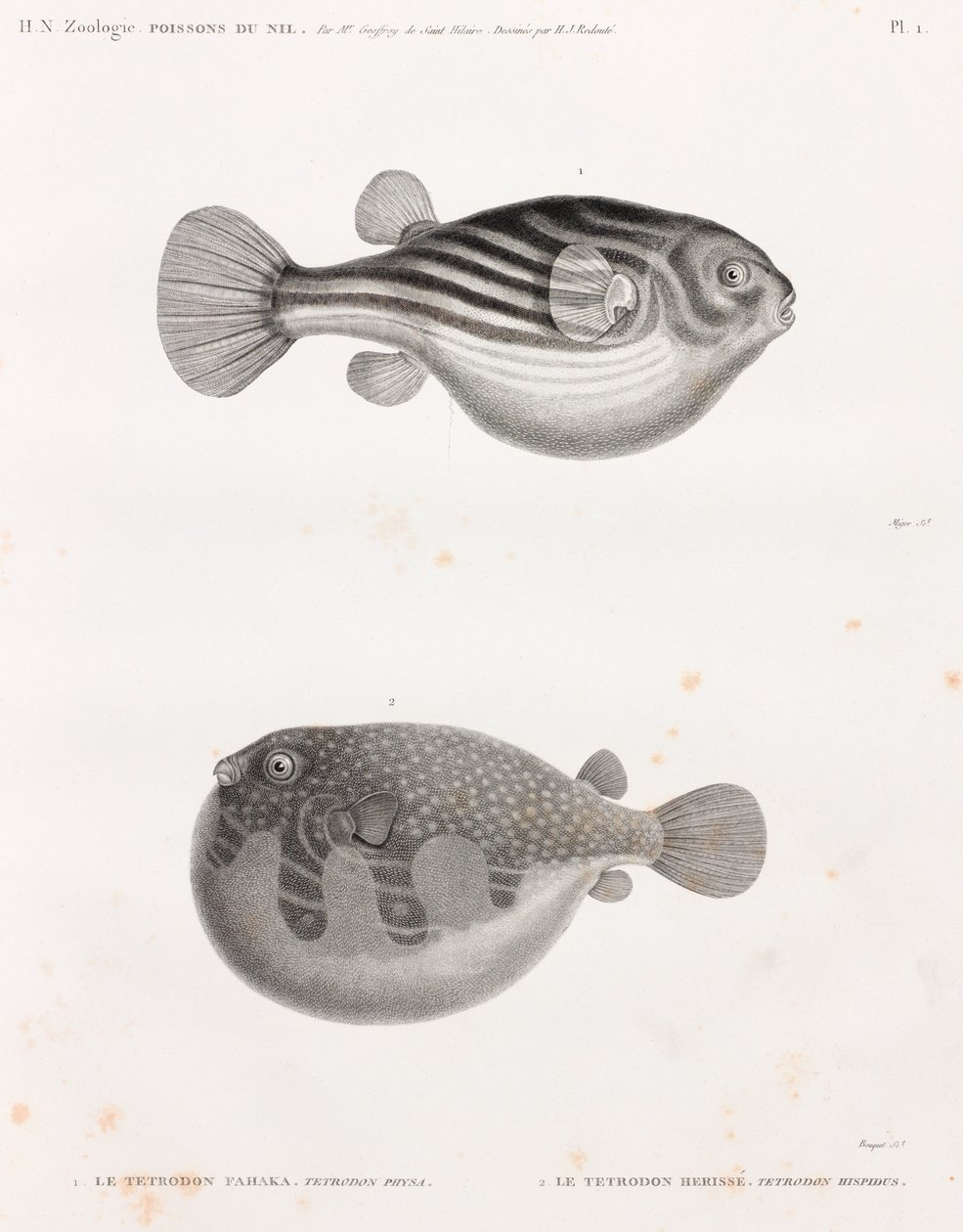 Peixe: Tetrodon de Unbekannt