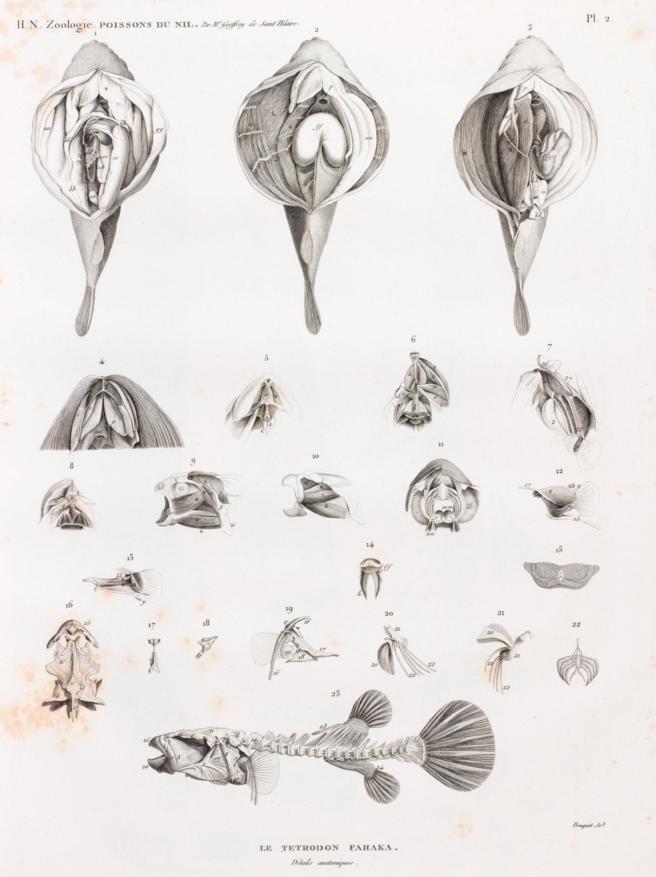 Peixe: Tetrodon, anatomia de Unbekannt