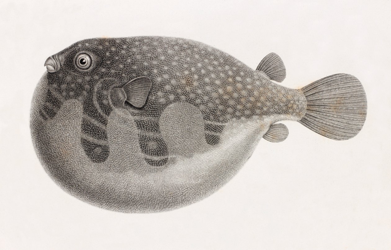 Peixe: Tetrodon, fechar de Unbekannt