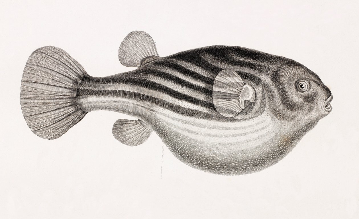 Peixe: Tetrodon, fechar de Unbekannt