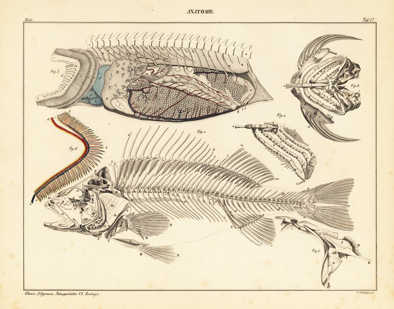 Anatomia do peixe mostrando esqueleto, brânquias, etc.,1841 (litografia) de Unbekannter Künstler