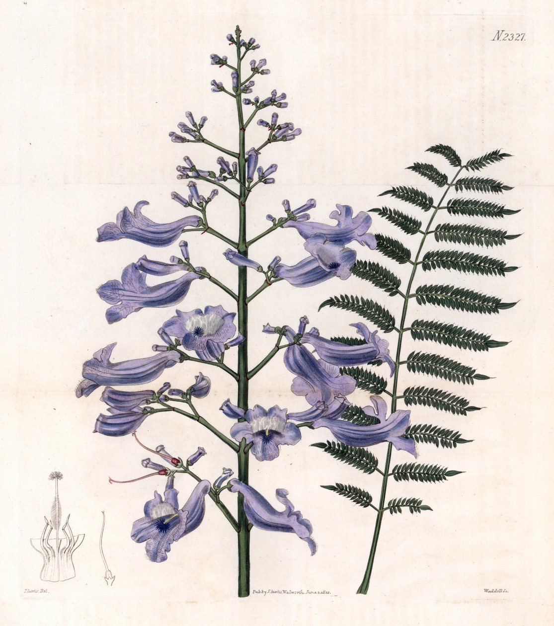Árvore azul flamboyant ou ostra - árvore de fetos de Trinidad, Jacaranda mimosifolia (Jacaranda de folhas ovais, Jacaranda ovalifolia). Gravura em chapa de cobre colorida à mão por Weddell a partir de uma ilustração de John Curtis da "Botanical Magazine" d de Unbekannter Künstler
