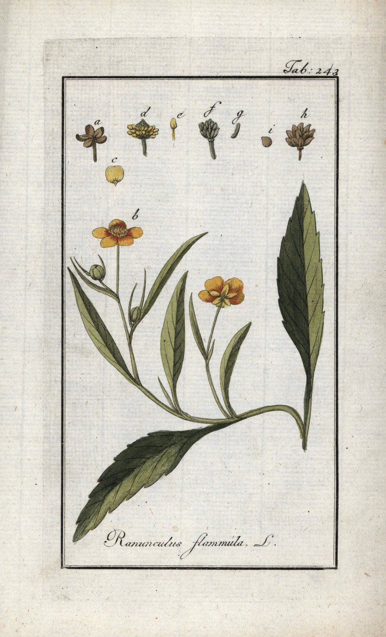 Ranúnculo-de-flama ou pequeno fosso ou pequena chama (Ranunculus flammula). Litografia de "Afbeelding der Artseny-Gewassen" de Johannes Zorn (1739-1799), Países Baixos de Unbekannter Künstler