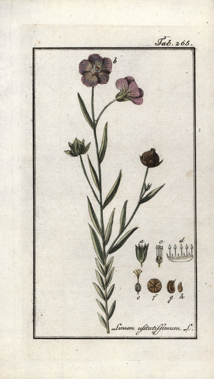 Linhaça (Linum usitatissimum). Litografia de "Afbeelding der Artseny-Gewassen" de Johannes Zorn (1739-1799), Países Baixos de Unbekannter Künstler