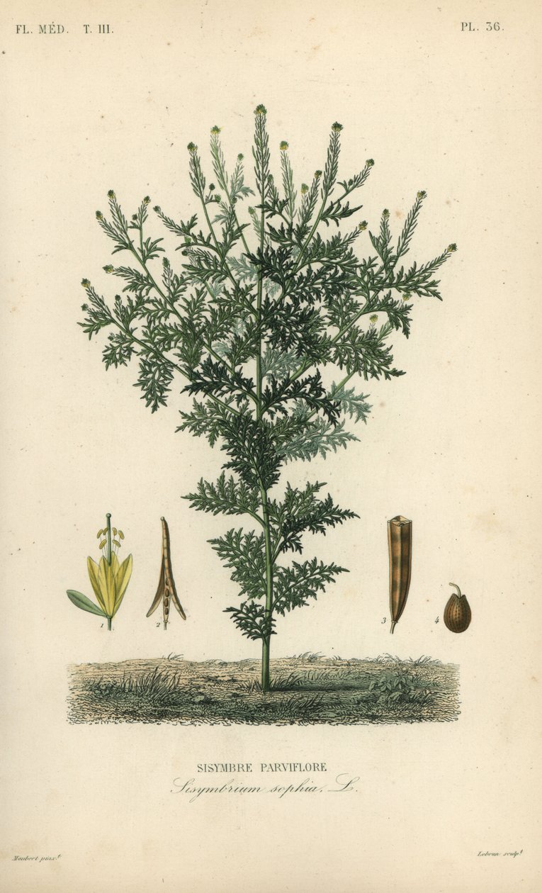 Flixweed, erva-Sophia ou mostarda bronzeada, Descurainia sophia, Sisymbrium sophia, Sisybre parviflore de Unbekannt