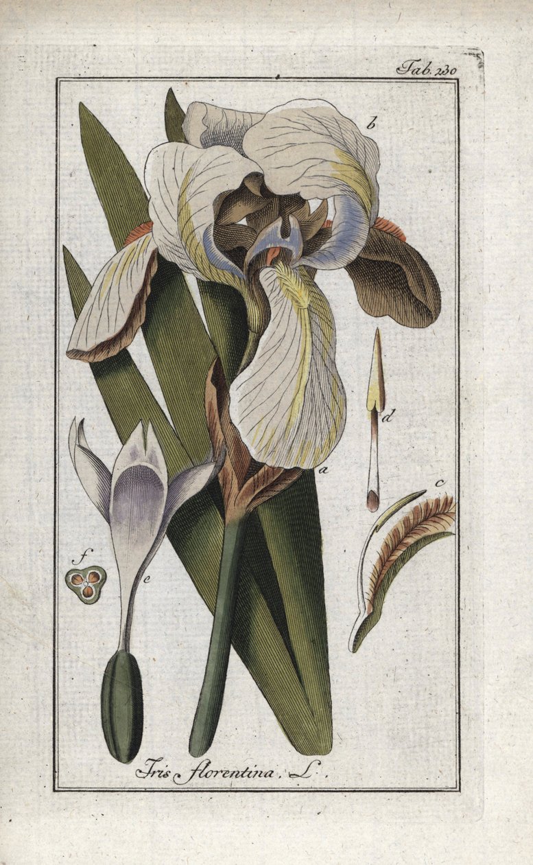 Íris florentina ou íris de Florença (Iris florentina). Litografia de "Afbeelding der Artseny-Gewassen" de Johannes Zorn (1739-1799), Países Baixos de Unbekannter Künstler
