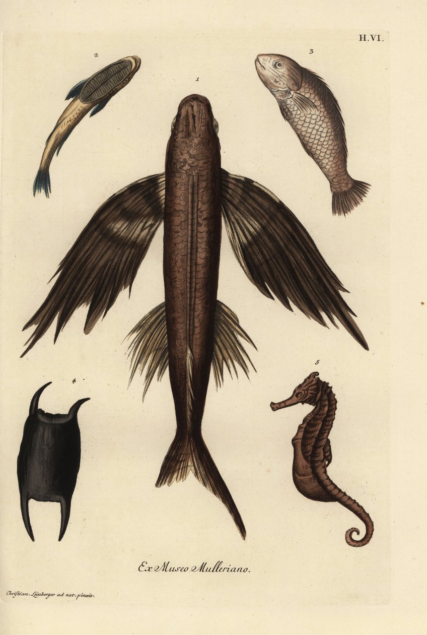Peixe-voador, Exocoetus volitans 1, peixe-sapo, Remora remora 2, perca-gigante, Lates calcarifer 3, escama 4, cavalo-marinho, Hippocampus species 5. Gravura em chapa de cobre colorida à mão segundo uma ilustração de Christian Leinberger da obra Deliciae de de Unbekannter Künstler