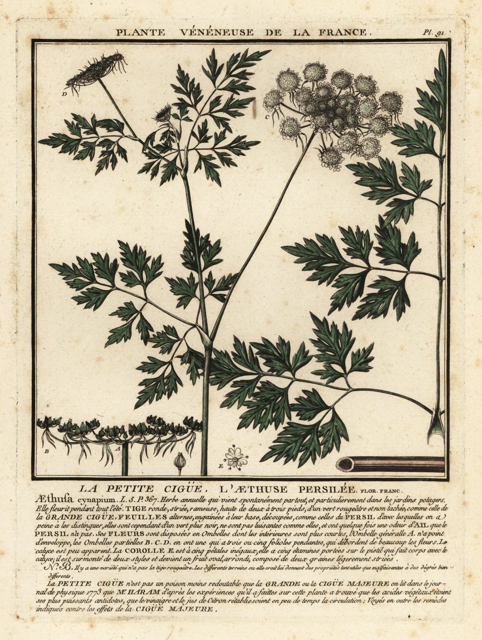 Salsa de tolo, Aethusa cynapium. de Unbekannter Künstler