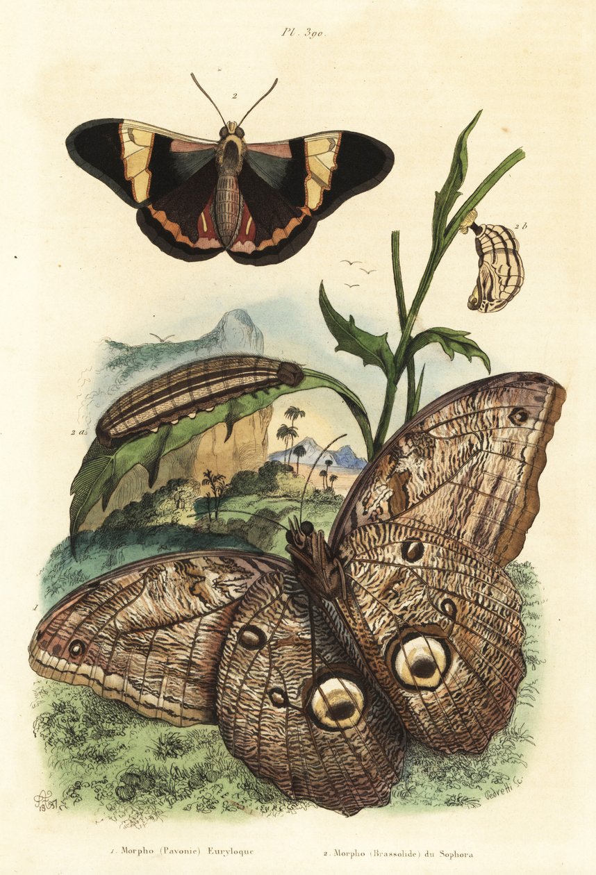 Borboleta coruja gigante da floresta, Caligo eurilochus 1 e Brassolis sophorae borboleta, pupa e lagarta 2 de Unbekannt