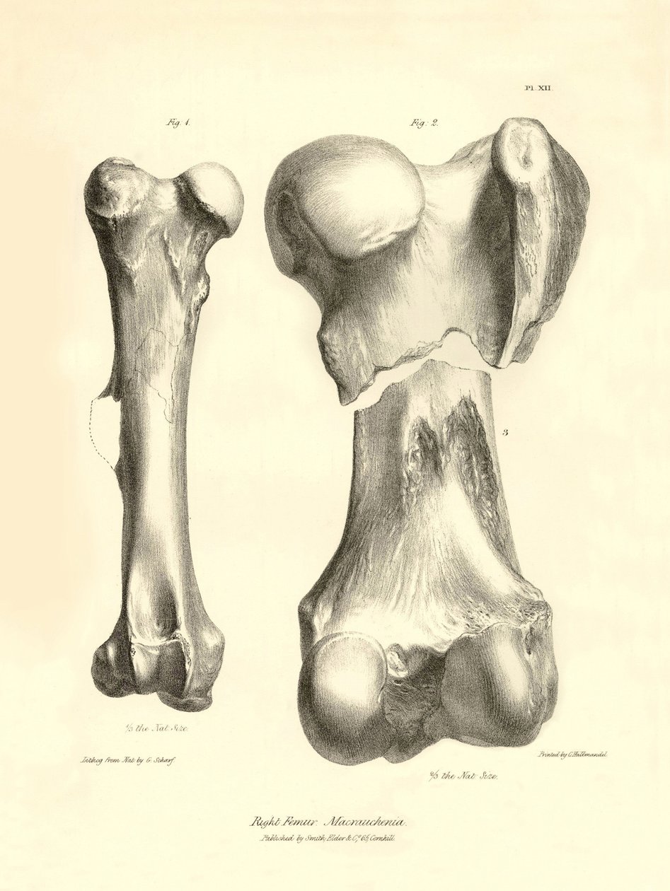 Ossos fósseis (fémur) do animal pré-histórico desaparecido Macrauchenia descrito por Charles Darwin durante a sua expedição a bordo do Beagle. Placa de "The Zoology of the voyage of H.M.S. Beagle under the command of Captain Fitzroy during the years 1832 de Unbekannter Künstler