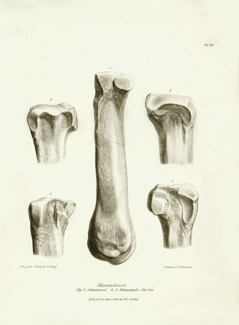 Ossos fósseis (metatarso e metacarpo) do animal pré-histórico desaparecido Macrauchenia descrito por Charles Darwin durante a sua expedição a bordo do Beagle. Placa de "The Zoology of the voyage of H.M.S. Beagle under the command of Captain Fitzroy during de Unbekannter Künstler