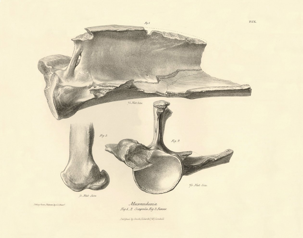 Ossos fósseis (omoplata) do animal pré-histórico desaparecido Macrauchenia descrito por Charles Darwin durante a sua expedição a bordo do Beagle. Placa de "The Zoology of the voyage of H.M.S. Beagle under the command of Captain Fitzroy during the years 183 de Unbekannter Künstler