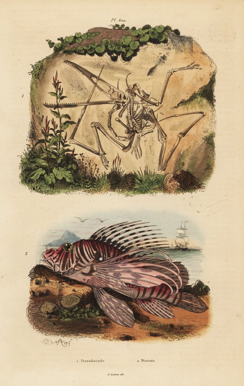 Esqueleto fóssil de um extinto pterodáctilo, Pterodactylus antiquus, e peixe-leão vermelho, Pterois volitans de Unbekannt