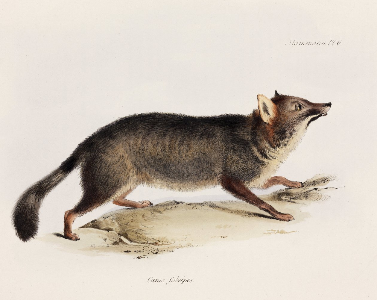 Fox, Chile, c 1832-1836 de Unbekannter Künstler