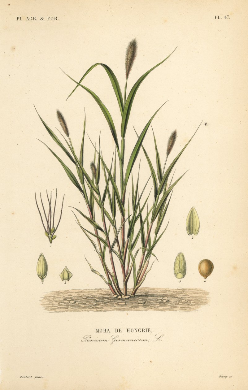 Milho de rabo de raposa ou painço italiano, Setaria italica, Panicum germanicum, Moha de Hongrie de Unbekannt