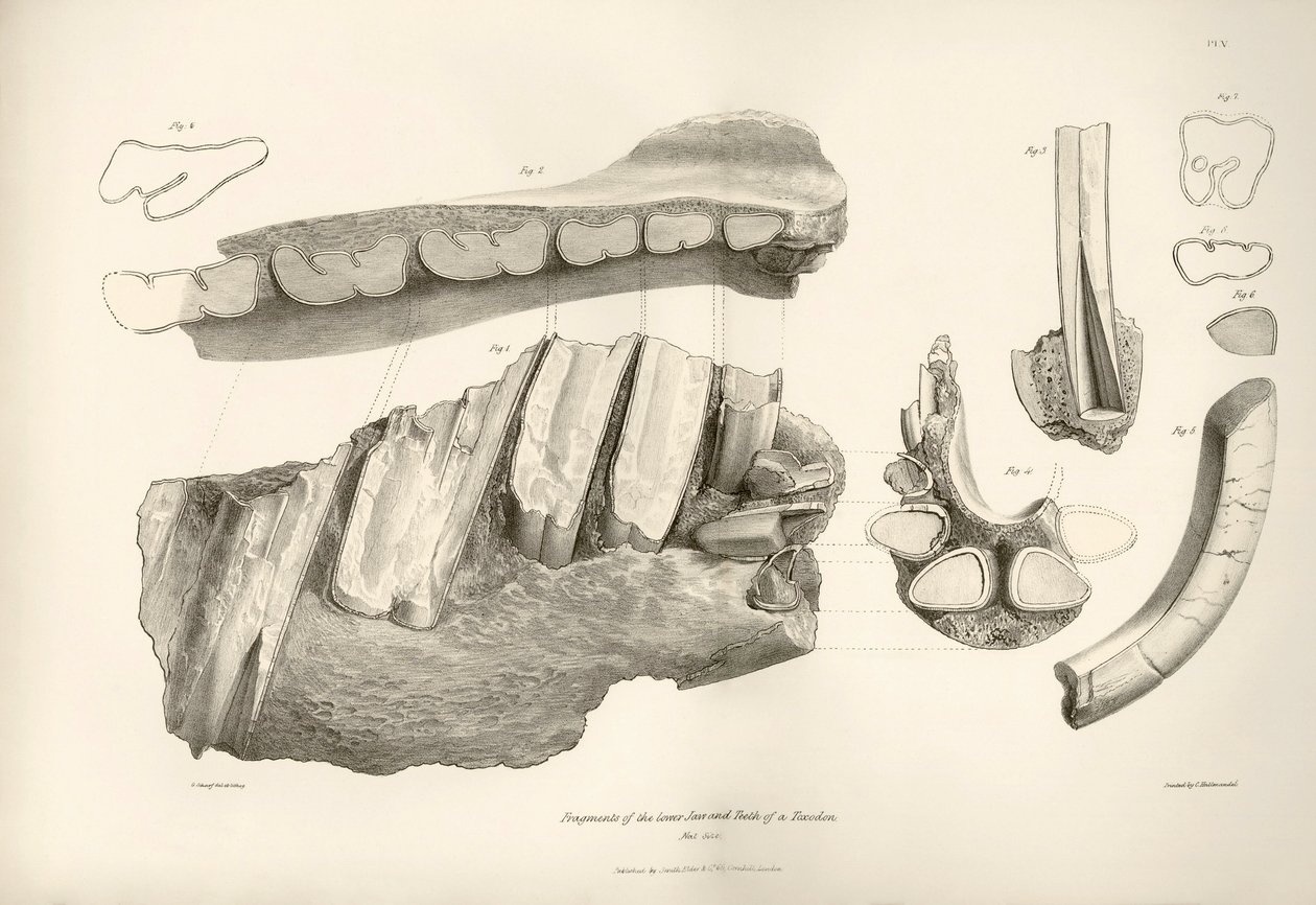 Fragmento de mandíbula e dentes de Toxodon, um animal pré-histórico, encontrado por Charles Darwin perto de Montevideo, Uruguai, durante a sua viagem de exploração a bordo do Beagle. A Zoologia da viagem do H.M.S. Beagle sob o comando do Capitão Fitzroy du de Unbekannter Künstler
