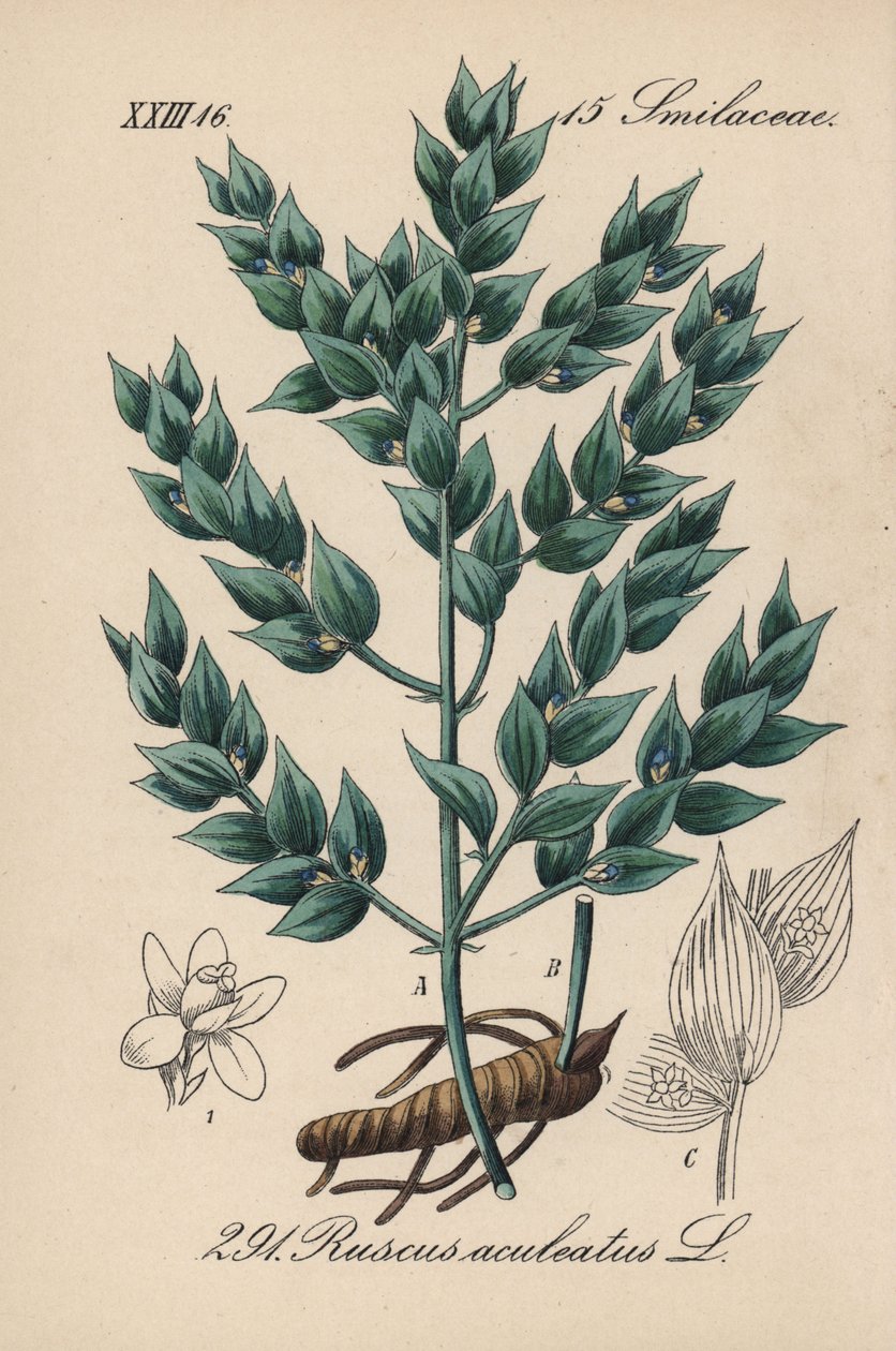Fragon Falso azevinho ou azevinho pequeno - vassoura de açougueiro, Ruscus aculeatus. Litografia colorida à mão da Flora alemã (Flora von Deutschland) de Diederich von Schlechtendal, Jena de Unbekannter Künstler