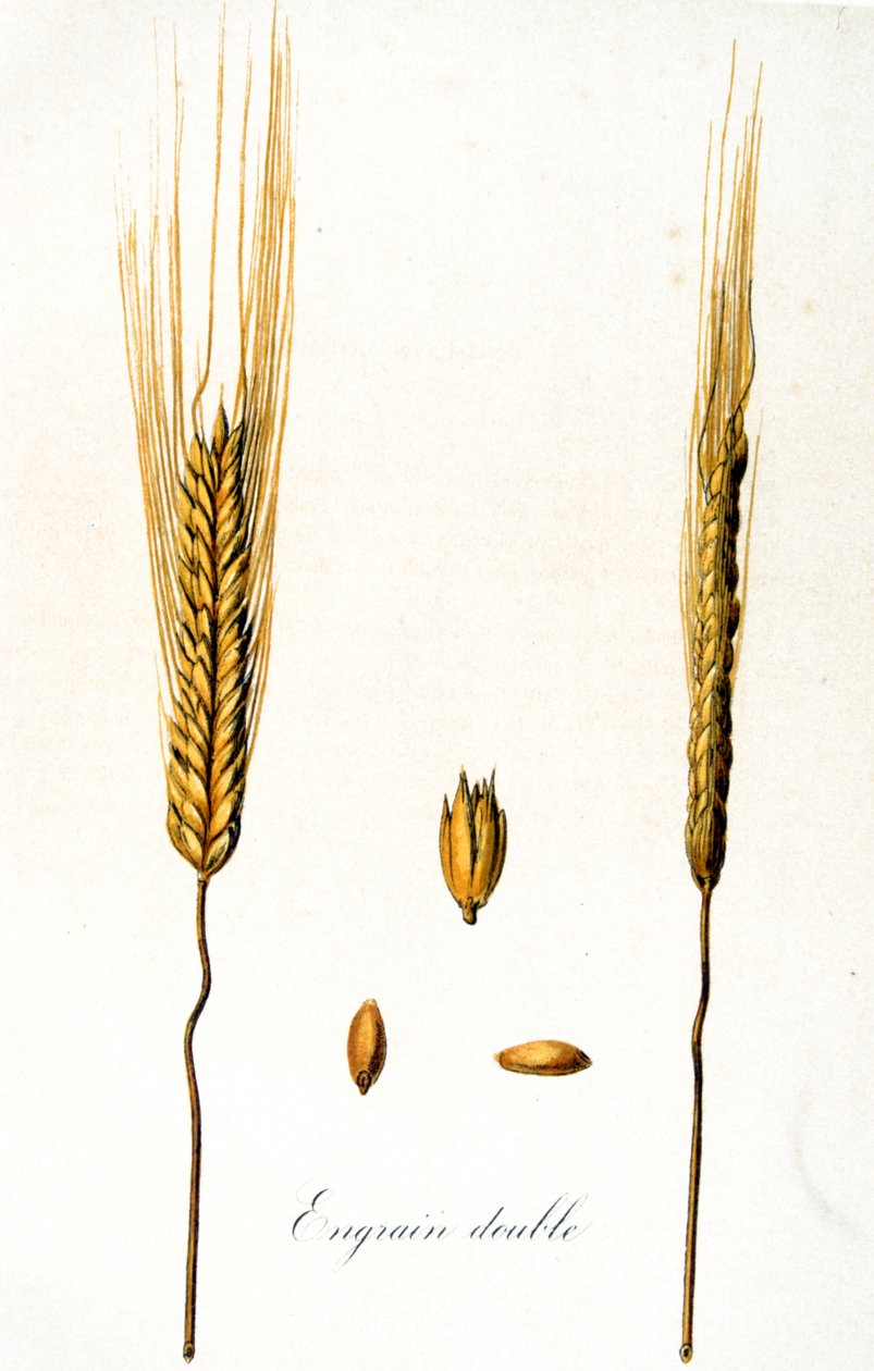 Ilustração francesa do século XIX de espigas de milho de Unbekannter Künstler