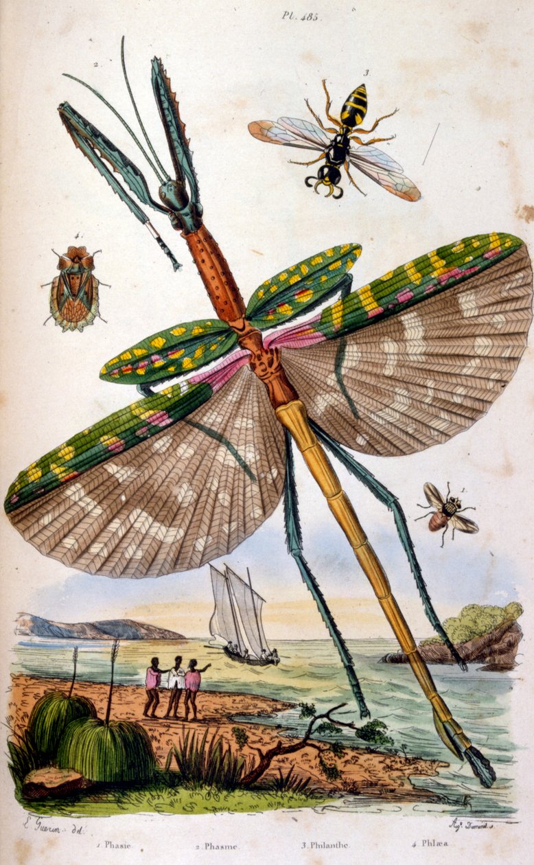 Francês. Ilustração a cores, datada de cerca de 1884, representando vários insectos tropicais, incluindo uma grande mosca-dragão de Unbekannter Künstler