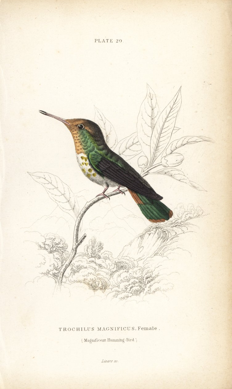 Lophornis magnificus, fêmea (Colibri magnífico, Trochilus magnificus). Gravura em metal aço colorida à mão por William Lizars da Naturalist
