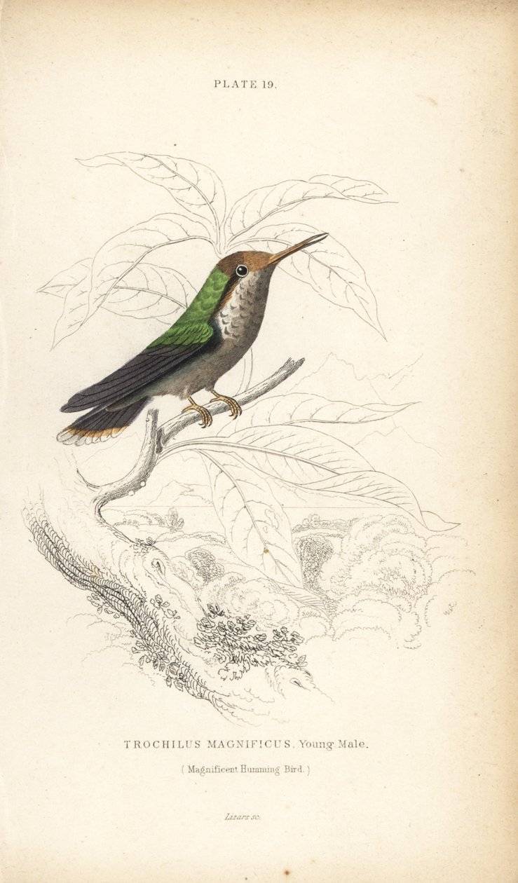 Lophornis magnificus, macho jovem (Colibri magnífico, Trochilus magnificus). Gravura em metal aço colorida à mão por William Lizars da Naturalist