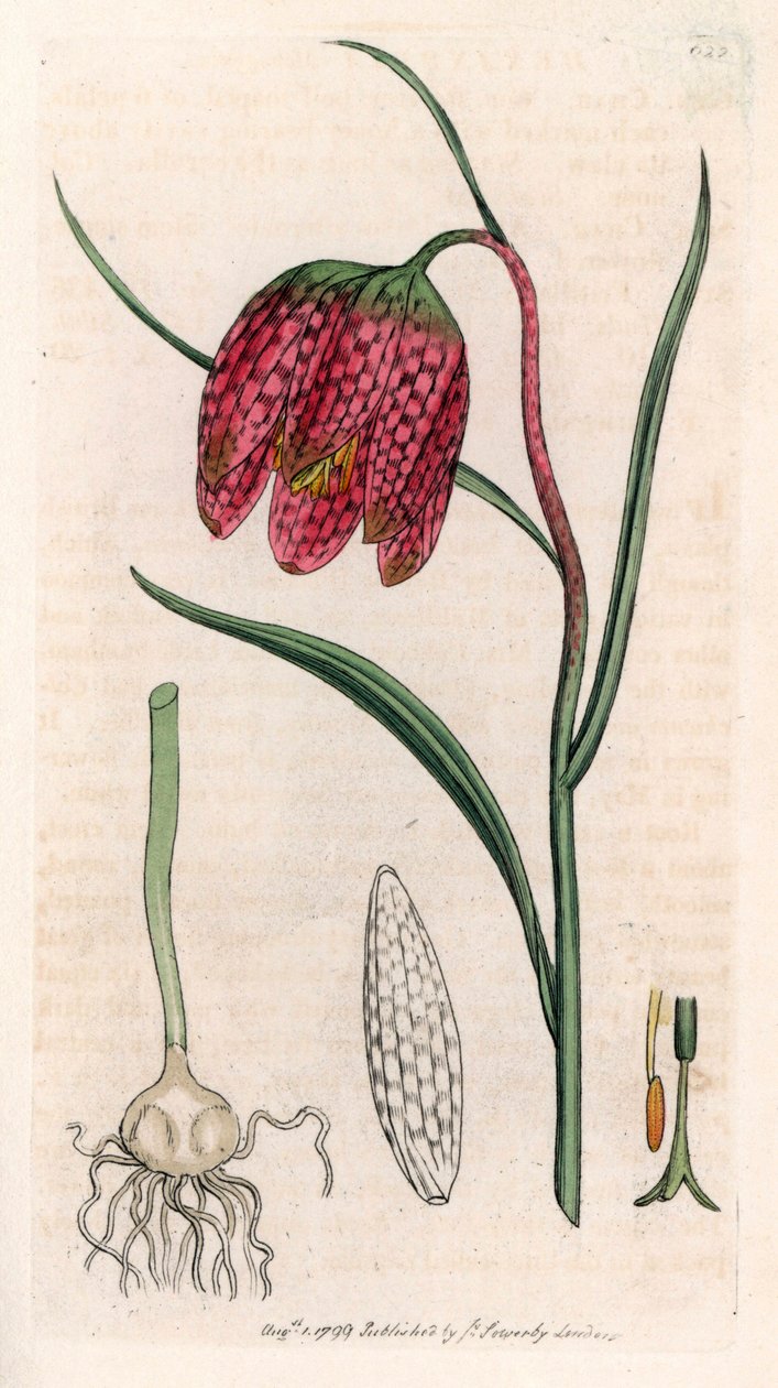 Fritillaria guinea fowl ou ovo de pintassilgo ou xadrez (Fritillaria meleagris) - Litografia baseada num desenho de James Sowerby para a Smith