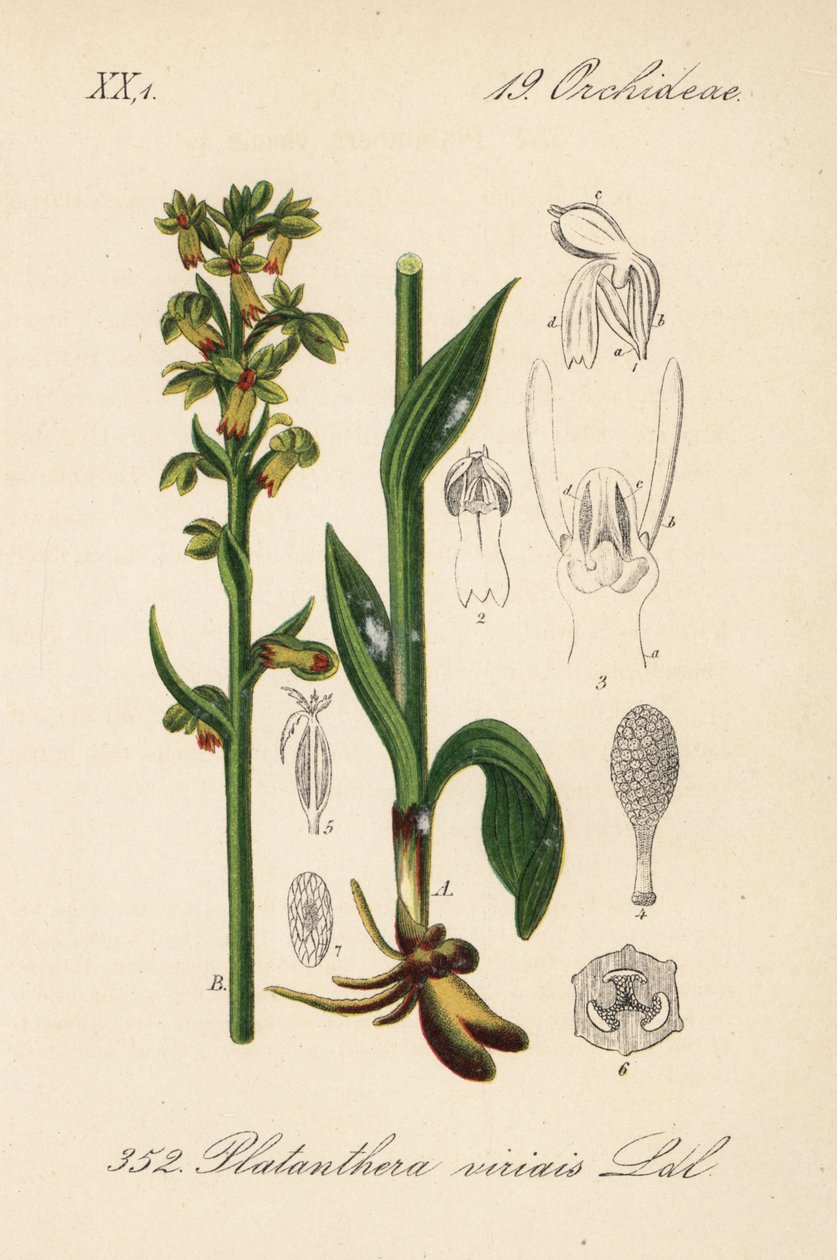 Orquídea rã - Orquídea rã, Dactylorhiza viridis (Platanthera viridis). Litografia colorida à mão da Flora alemã (Flora von Deutschland) de Diederich von Schlechtendal, Jena de Unbekannter Künstler