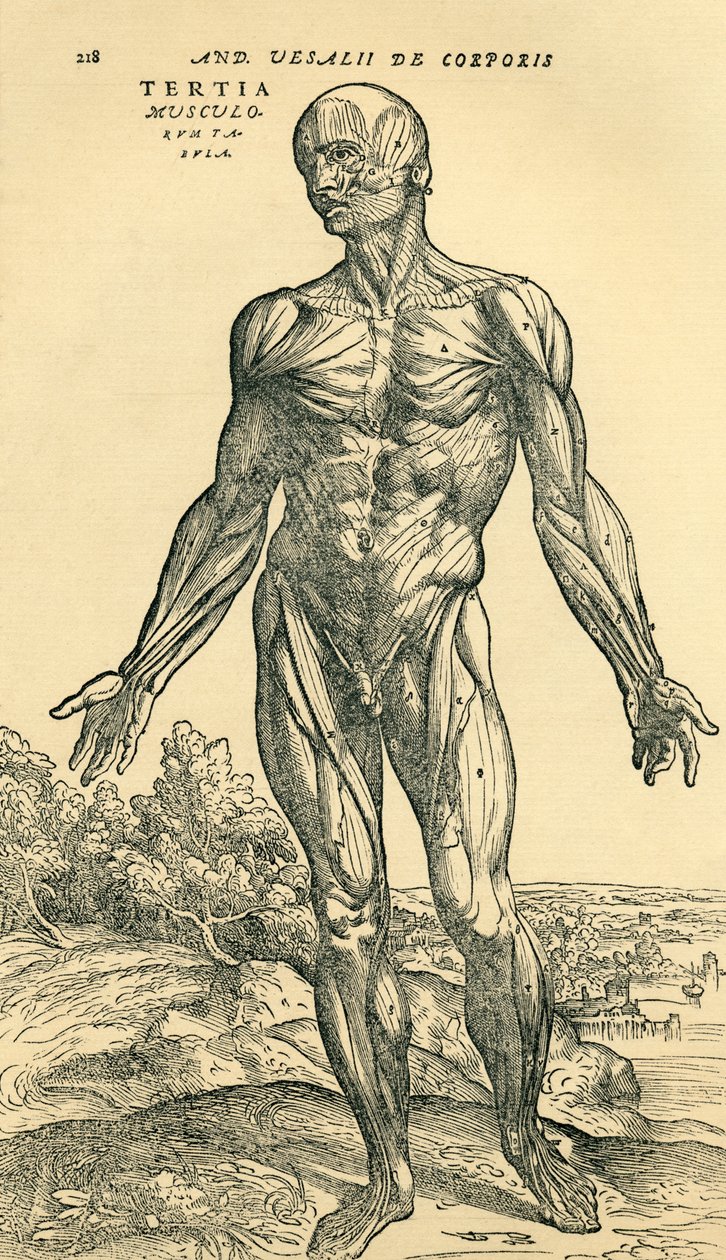 Frente do corpo humano masculino, um estudo anatômico publicado originalmente em De Humani Corporis Fabrica Libri Septem (sobre o tecido do corpo humano em sete livros) por Andreas Vesalius, publicado em Basiléia de Unknown