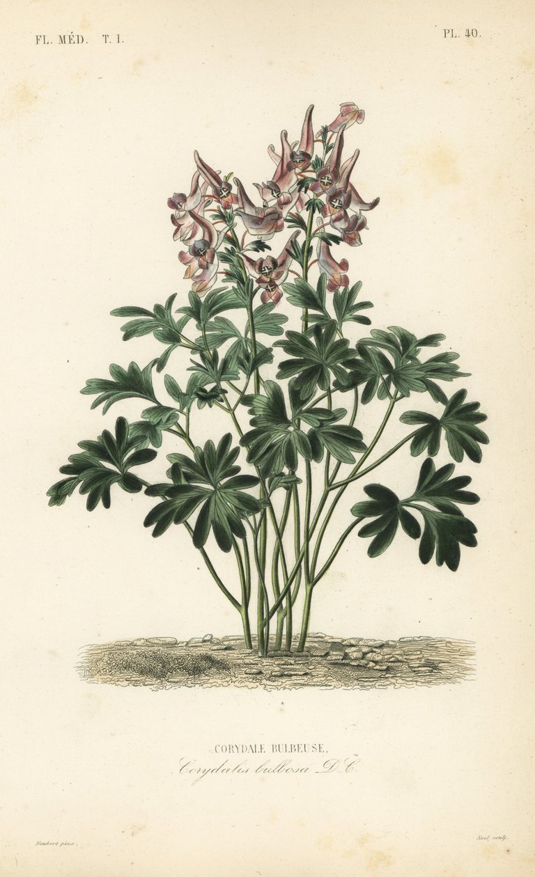 Fumewort, Corydalis solida, Corydalis bulbosa, Corydale bulbeuse de Unbekannt