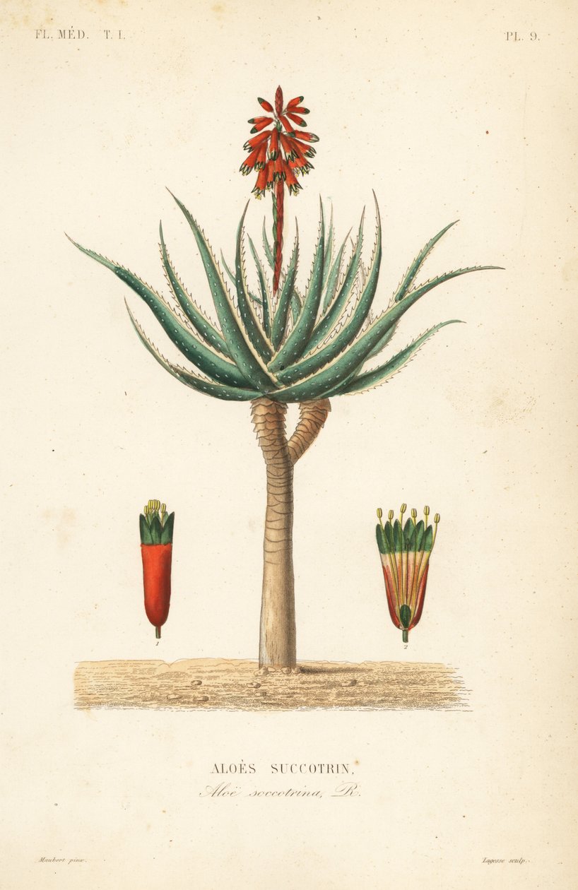 Fynbos aloe, Aloe succotrina, Aloes succotrin de Unbekannt