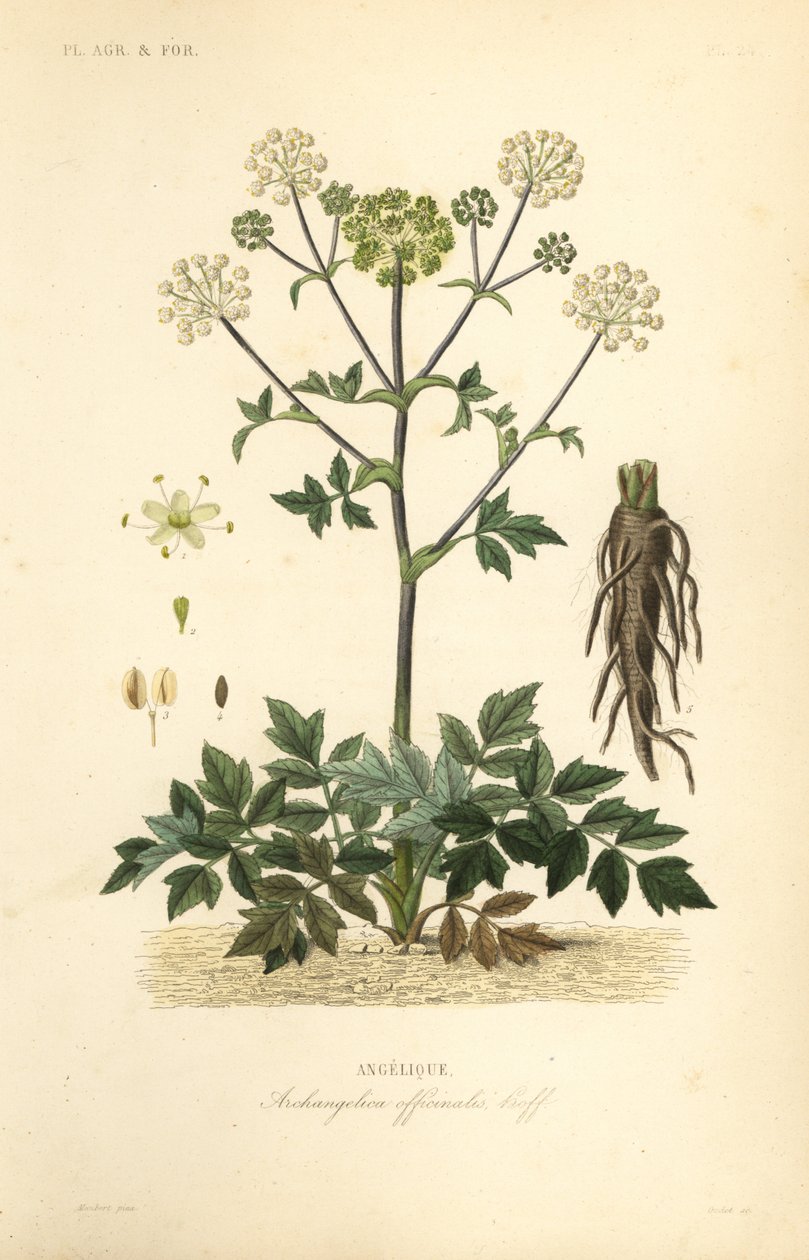 Angélica de jardim ou aipo selvagem, Angelica archangelica, Archangelica officinalis, Angelique de Unbekannt