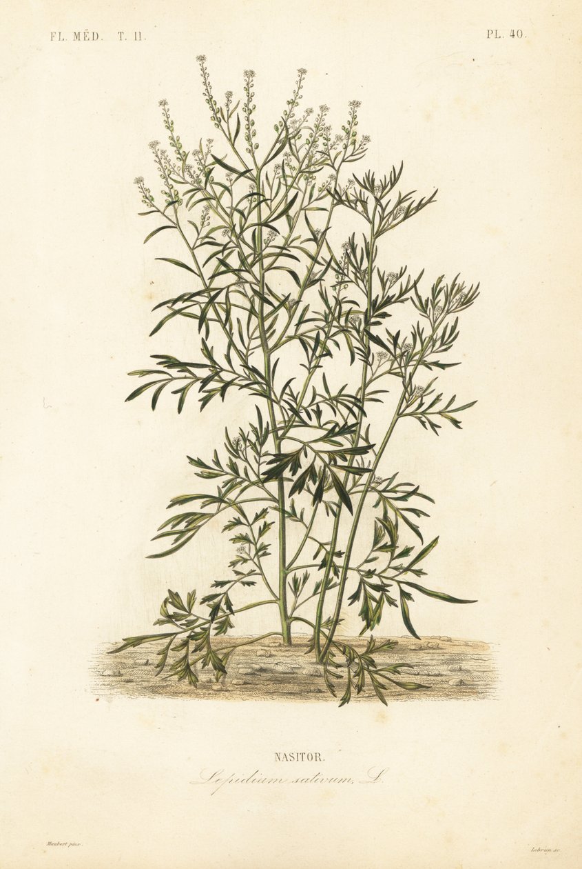 Agrião de jardim, mostarda e agrião ou pimenta, Lepidium sativum, Nasitor de Unbekannt