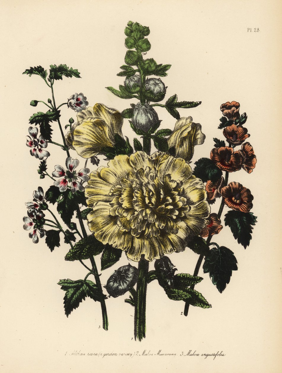 Malva de jardim, Althaea rosea, malva do Sr. Munro, Malva munroana, e malva de folhas estreitas, Malva angustifolia. Cromolitografia acabada à mão por Henry Noel Humphreys a partir de uma ilustração de Jane Loudon do "Mrs. Jane Loudon