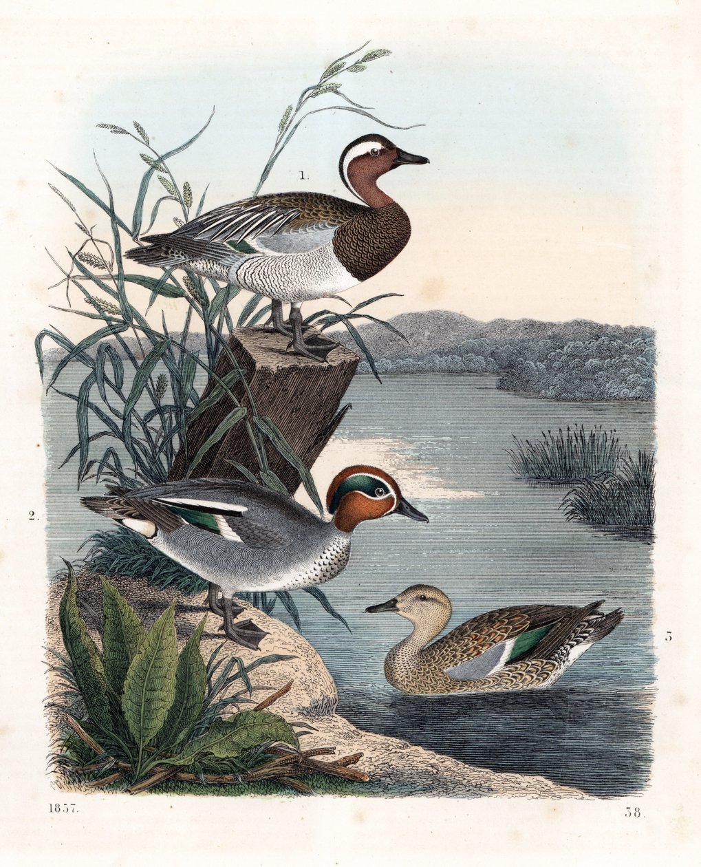 Garganay - marreco de verão - Anas querquedula 1, e marreco comum - marreco de inverno - Anas crecca, macho 2, e fêmea 3. Litografia colorida à mão do Livro do Mundo de Carl Hoffmann, Estugarda de Unbekannter Künstler