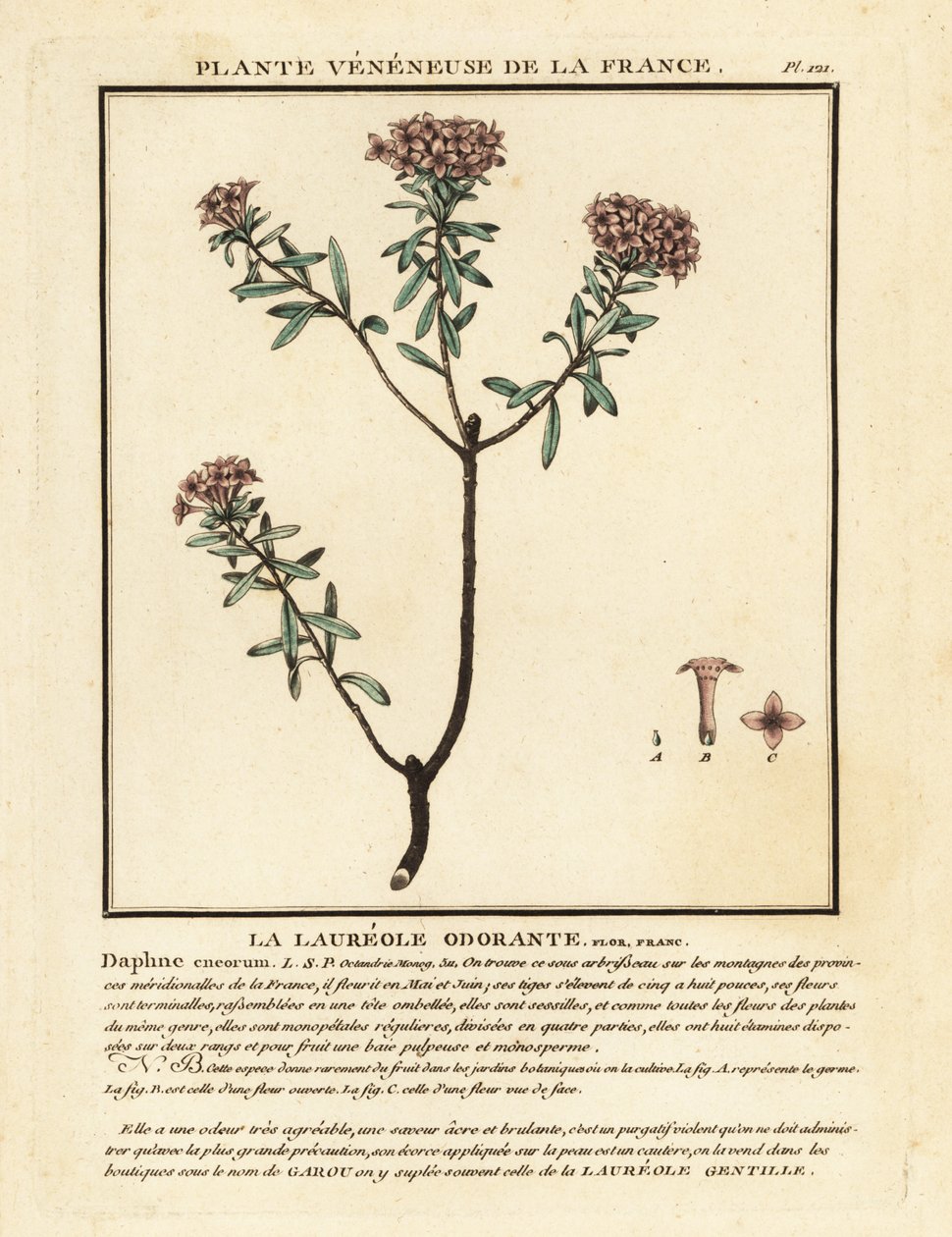 Flor de guirlanda, Daphne cneorum. de Unbekannter Künstler