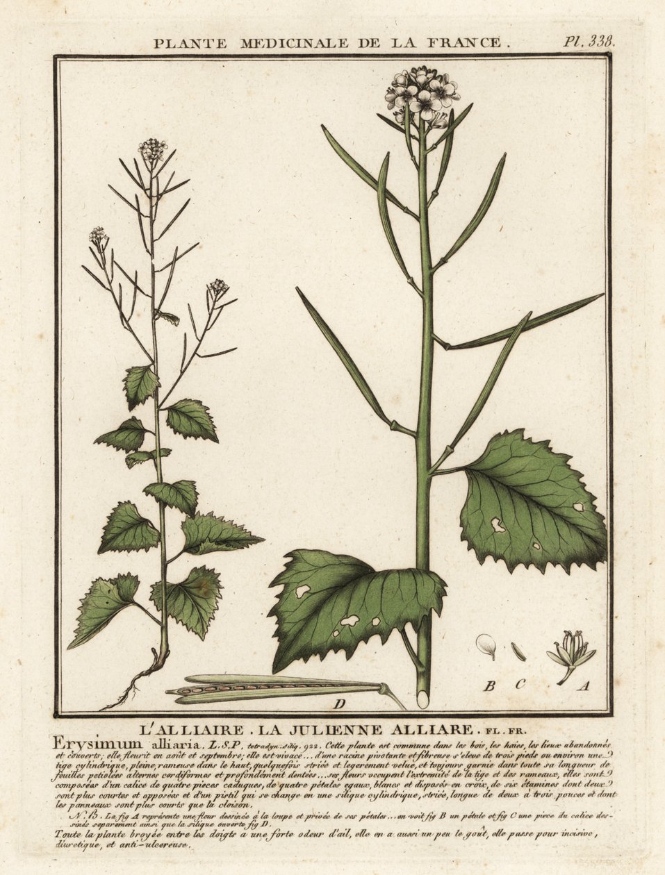 Mostarda de alho, Alliaria petiolata. de Unbekannter Künstler