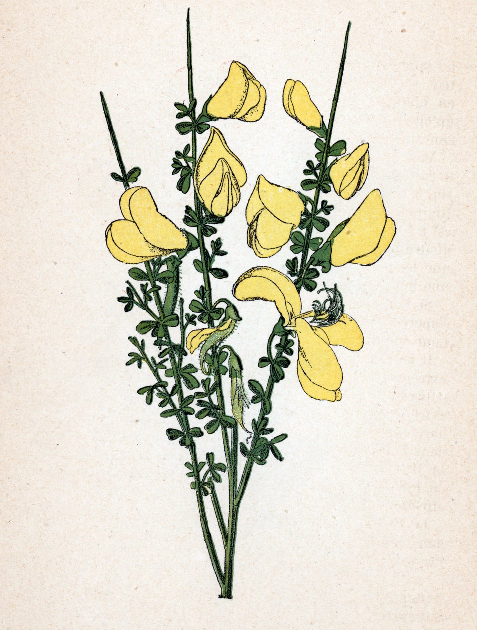 Genet a broom (Cytisus scoparius) (vassoura comum ou vassoura escocesa) Placa botânica de "Atlas colorie des plantes medicinales" de Paul Hariot de Unbekannter Künstler