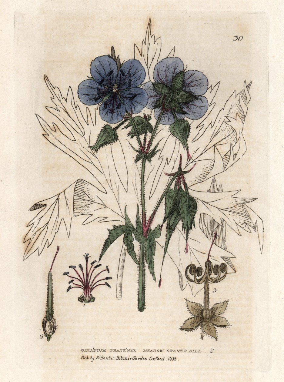 Gerânio do Pres. Gravura em cobre colorido a partir de um desenho de Isaac Russell do livro de William Baxter "English Botanical Phenomenes" de Unbekannter Künstler