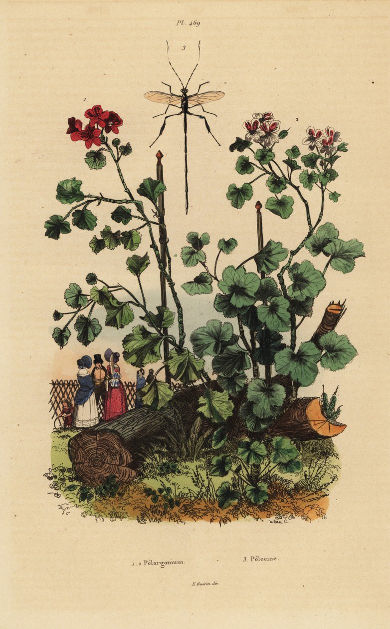 Espécies de gerânio, Pelargonium daveyanum 1 e Pelargonium macranthon 2 de Unbekannt