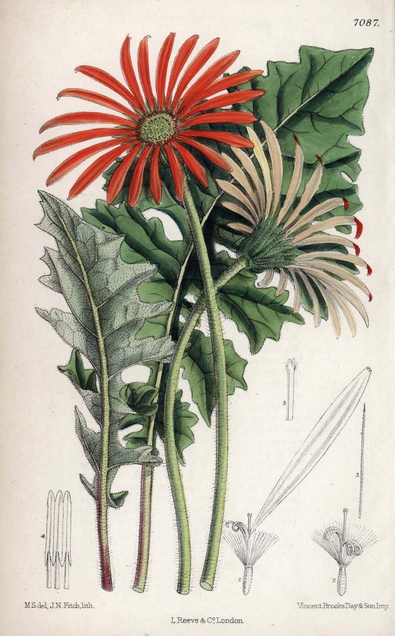 Gerbera jamesoni, flor de laranjeira originária do Transvaal (África do Sul). Desenho de Matilda Smith (1854-1926), litografia de John Nugent Fitch na Curtis Botanical Magazine, de Joseph Dalton Hooker, publicada em Londres, Inglaterra, por L. Reeve and Co de Unbekannter Künstler
