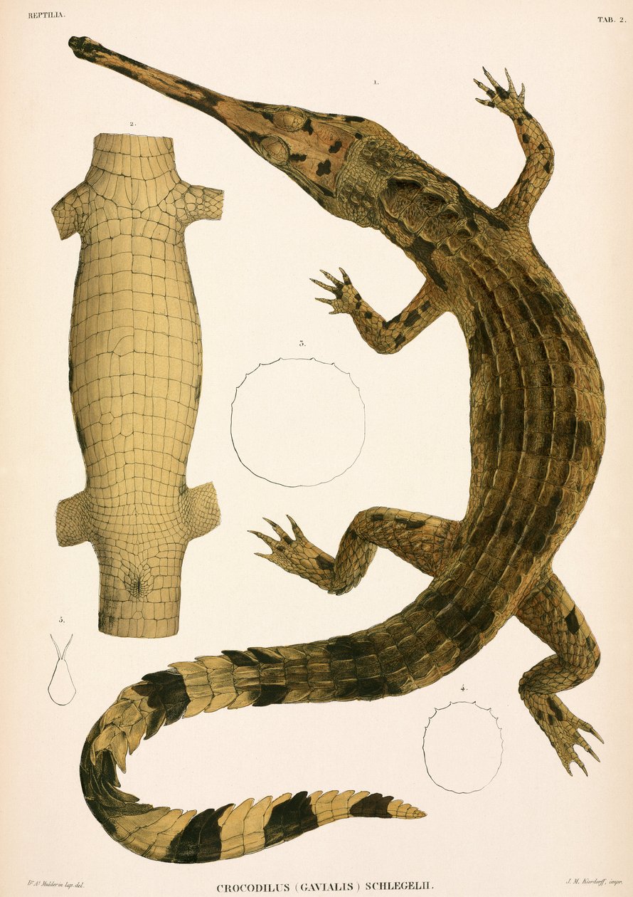Gharial, Indonésia de Unbekannter Künstler