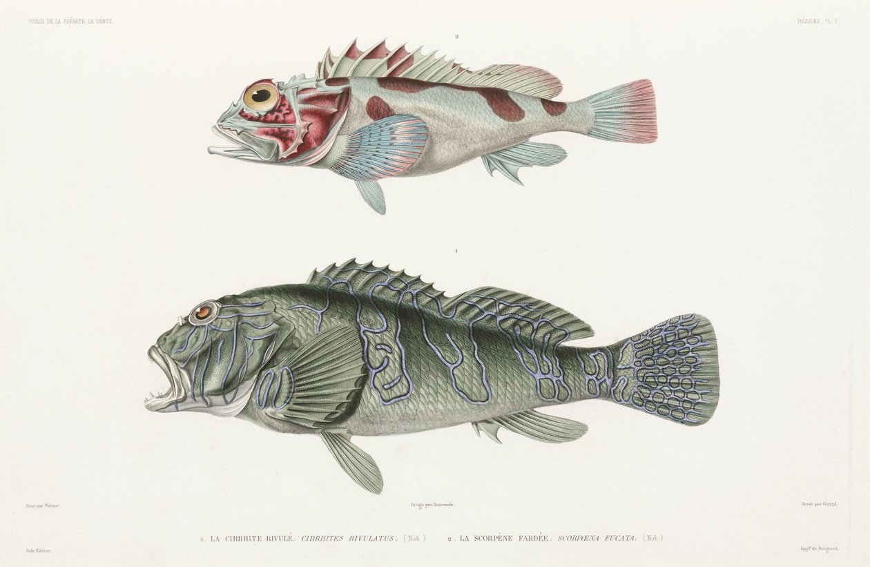 Peixe-gavião gigante e peixe-escorpião de Unbekannter Künstler
