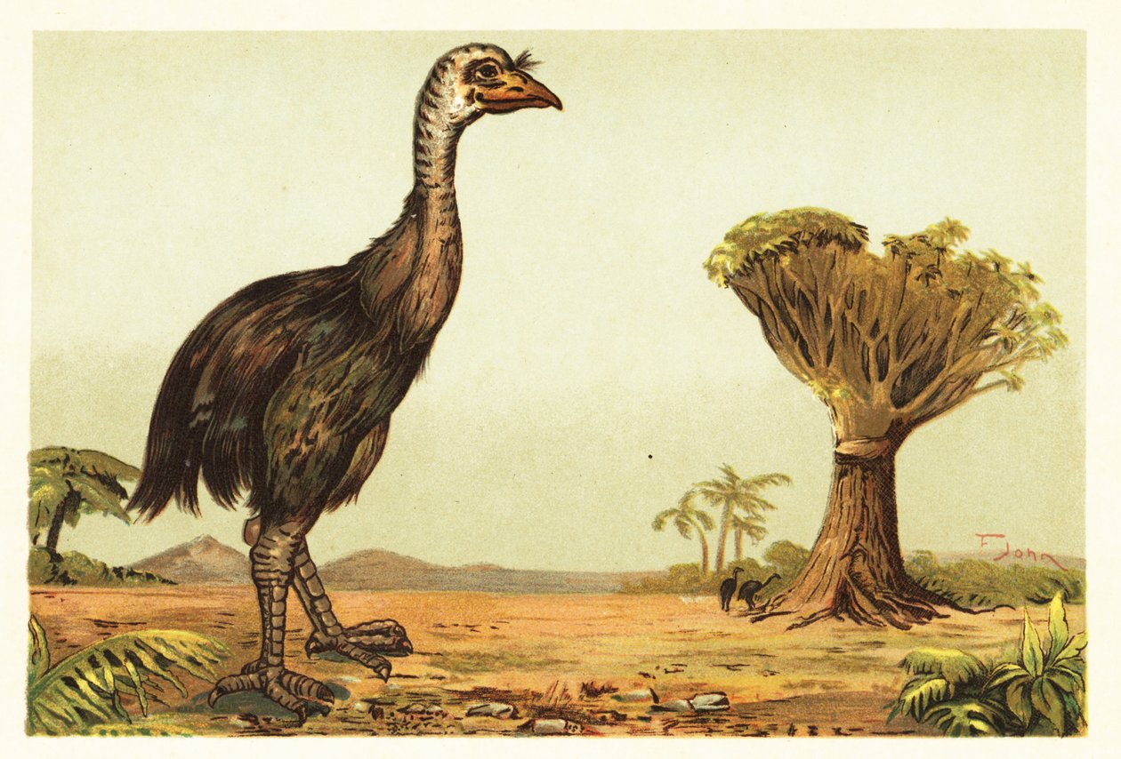 Moa gigante e árvore de dragão.1908 (litografia) de Unbekannter Künstler