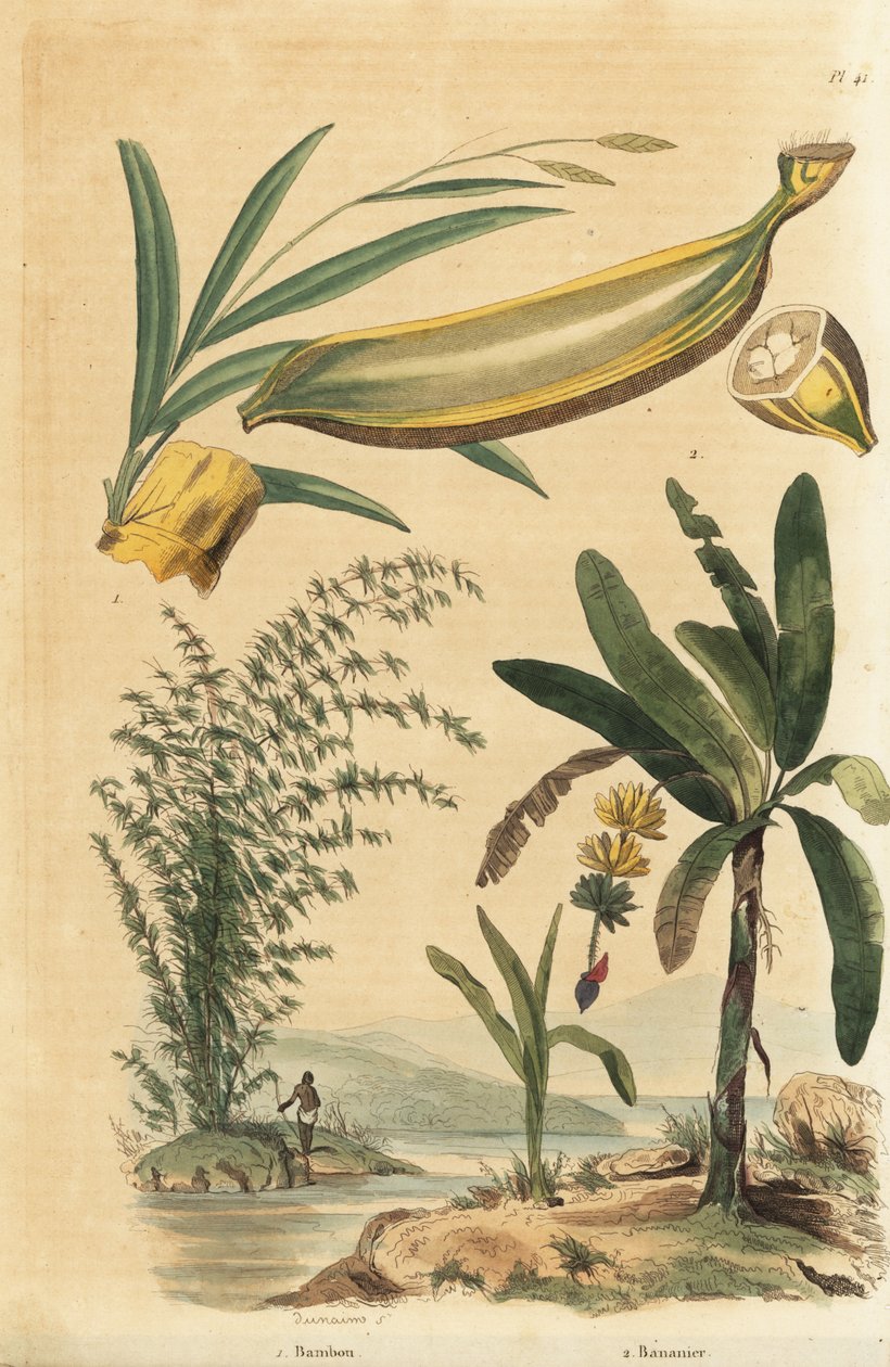 Planta espinhosa gigante de bambu, Bambusa bambus (Bambos arundinacea) e bananeira com frutos e seção transversal, Musa paradisiaca de Unbekannt