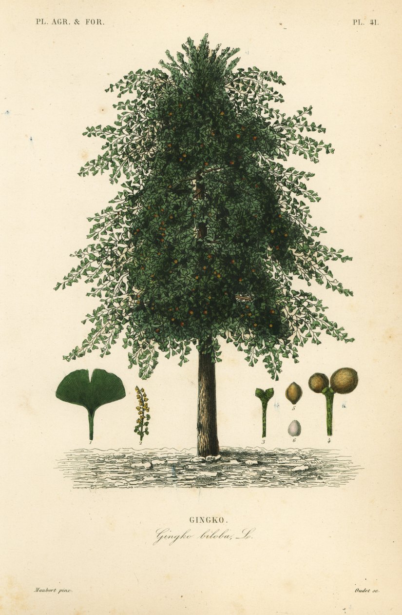Gingko, ginkgo ou árvore de maidenhair, Ginkgo biloba, Gingko biloba, gingko de Unbekannt