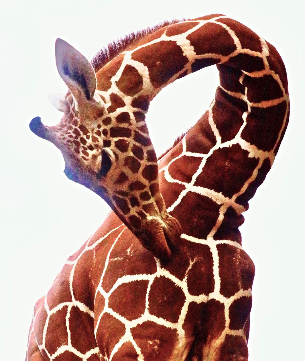 Girafa, Sarara, 2017 (fotografia) de Unbekannter Künstler