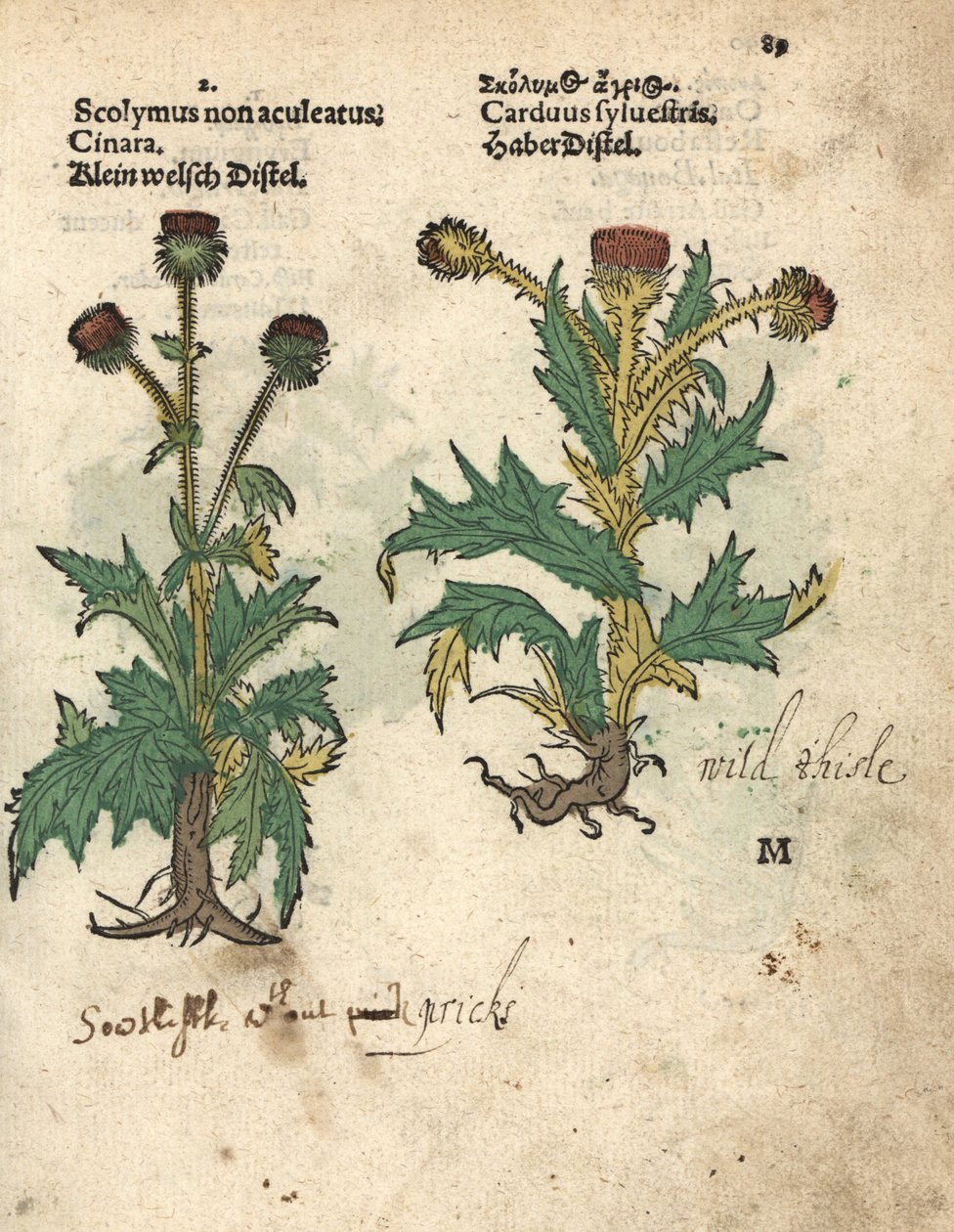 Alcachofra, Cynara cardunculus var. scolymus, e cardo-selvagem, Carduus sylvestris. Gravura em xilogravura colorida à mão de uma ilustração botânica do Krauterbuch, ou Herbal, de Adam Lonicer, Frankfurt de Unbekannter Künstler